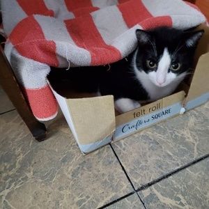 Meet your Posher, Cheryl